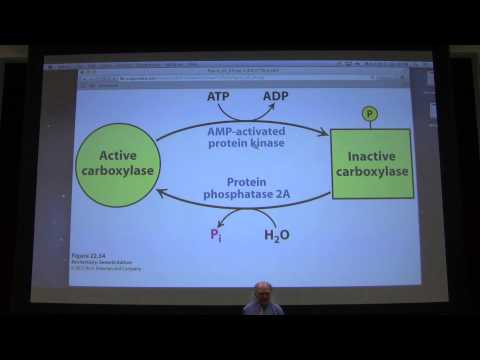 37. Kevin Ahern's Biochemistry - Fat and Fatty Acid Metabolism II