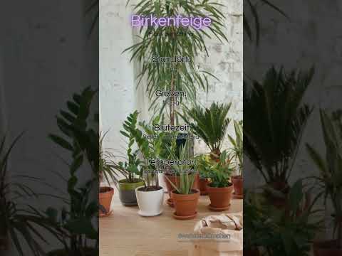 Birkenfeige, Basiswissen: Standort, Gießen, Temperatur, Luftfeuchtigkeit