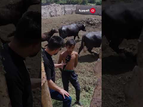شاهد بالفيديو.. اعرف الجاموس من خلال ملامحها   طفل يعمل ويدرس في سن مبكرة   تعرفوا على حسام#shorts