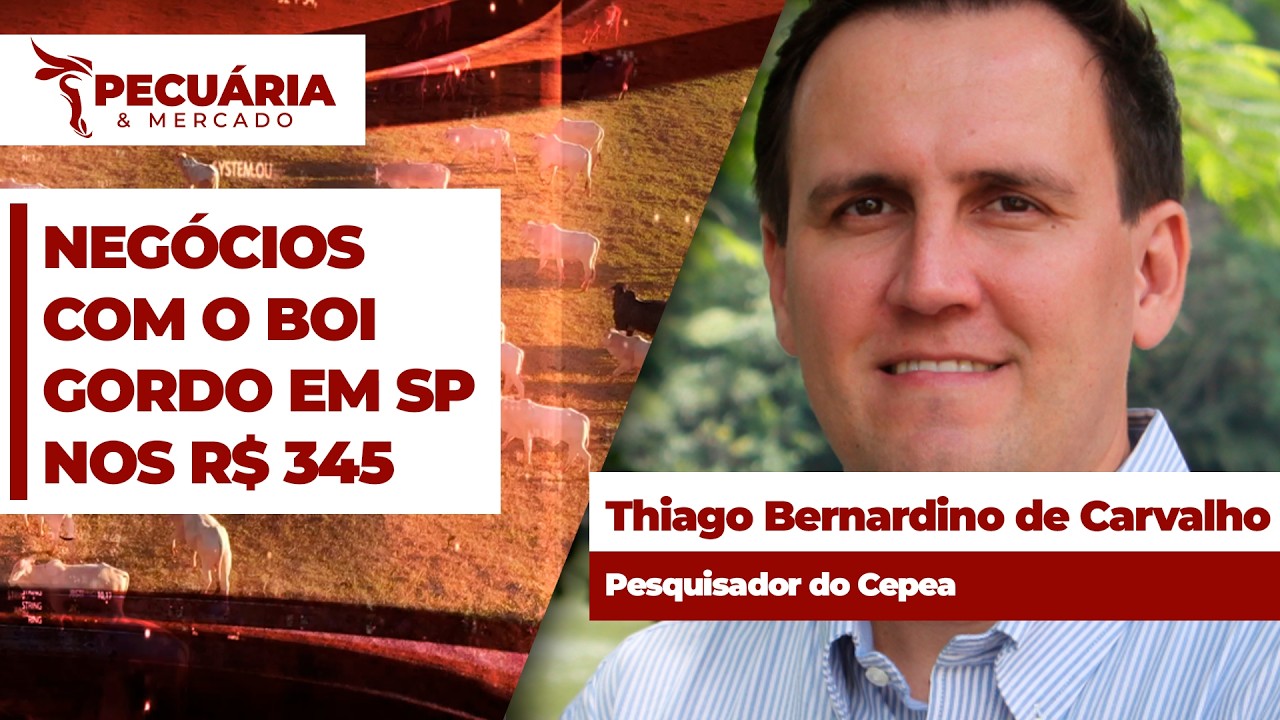 Boi gordo registra momento de reação e SP já registra negócios no patamar dos R$ 345/@; futuro...