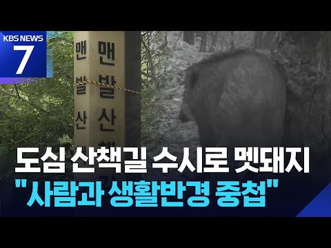 “죽순 찾아, 물 찾아”…도심 산책로 흔든 멧돼지 / KBS 2026.06.18.