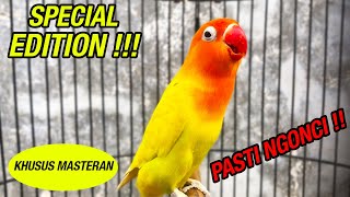Download lagu BURUNG LOVE BIRD PASKUN NGETIK NYAMBUNG NGEKEK NONSTOP KHUSUS MASTERAN !!! mp3