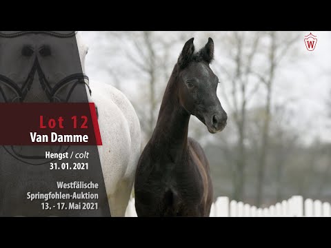 Springfohlen-Auktion 13. - 17. Mai Lot 12 Van Damme Hengst v. Varihoka du Temple - Cornet Obolensky