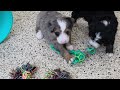 Mini Bernedoodle dogs for sale: Nellie - Video 1