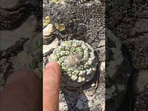 Huw Richards: The Strombocactus Tactile Experience