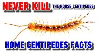 NEVER Kill The House Centipedes - Home Centidedes Facts