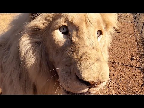 Walking with Lions George and Yame | The Lion Whisperer