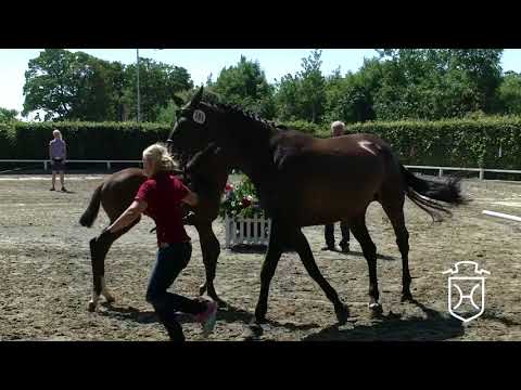 RD104 Stutfohlen von Uriko - Cardino - Königspark xx