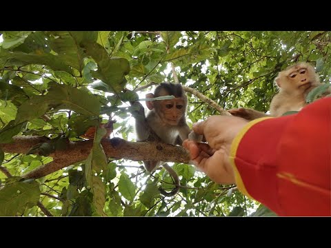 Little Rex Has Strong Teeth Can Break The Solid Fruit By Himself.