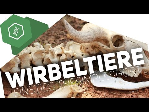 What are vertebrates?! - Introduction