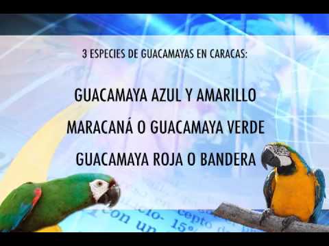 Micro Naturaleza al Día "GUACAMAYAS"
