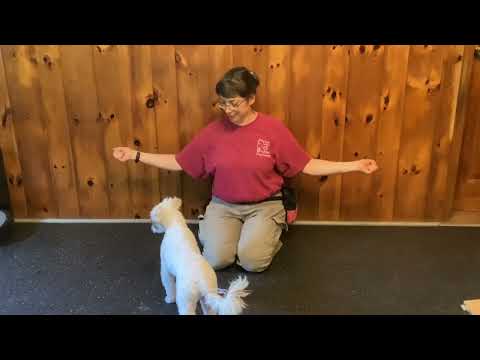 Two-Hand Zen - How to train a food-obsessed dog to look at you