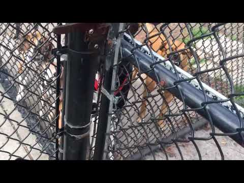 Deja dog park  (05.19.2017)