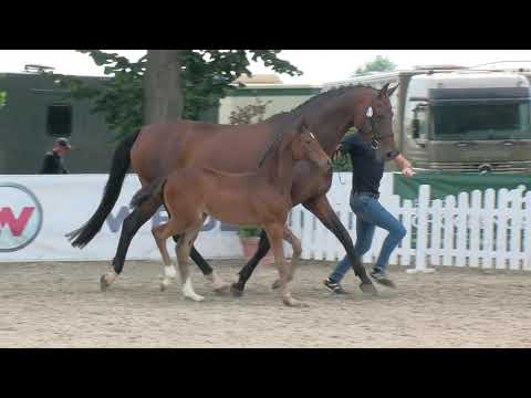 Troff, Conthargos-Diarado-Argentinus