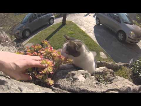 Il Risveglio Della Tigre