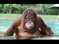 FULL Orangutan Bisa Mandi Sendiri Bersama Anaknya