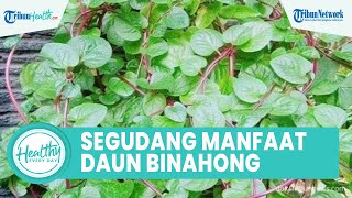 Segudang Manfaat Konsumsi Daun Binahong untuk Kesehatan Tubuh: Menjaga Kesehatan Kulit & Obati Luka
