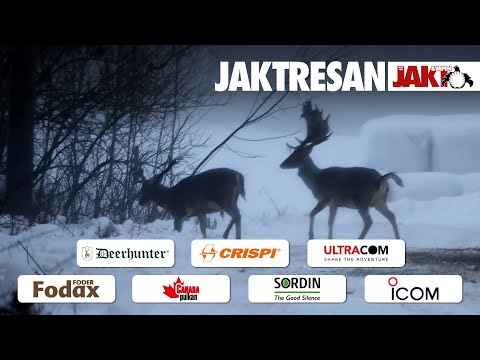 Jaktresan: Smygjakt på kapitala hjortar