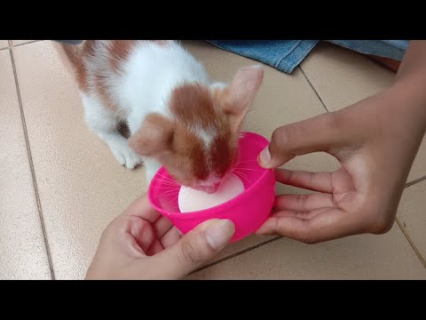 Puchi cat blog 9 - Ahnaf tasin