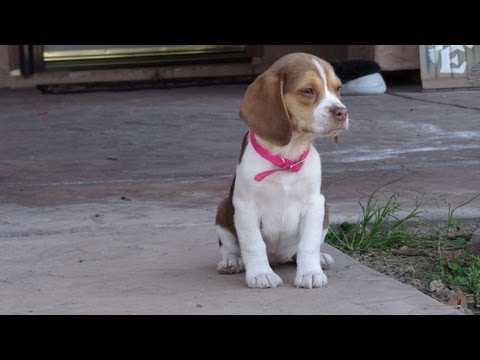 image-How much does a teacup Beagle cost?