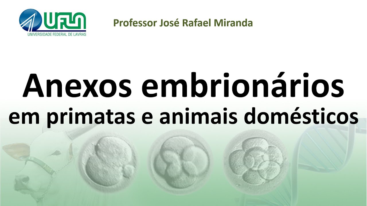 Anexos embrionários em primatas e animais domésticos