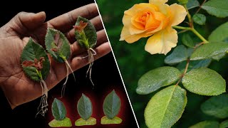 Download lagu how to grow yellow rose plant at home grow rose le... mp3