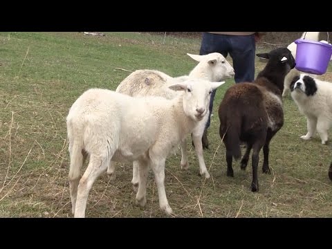 , title : 'Lambing 101 - Basics for Birthing Lambs