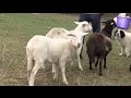 Lambing 101 Basics For Birthing Lambs