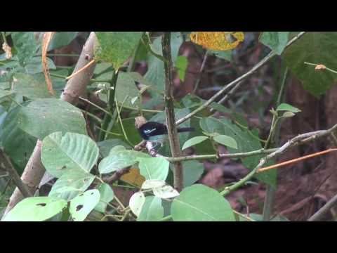 Golden-hooded Tanager