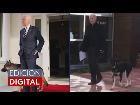 Biden will bring two dogs to the White House, one of them rescued from a shelter.