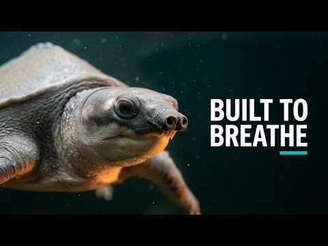 Do Turtles Have A Nose