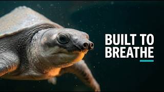 Inside the Pig-Nosed Turtle’s Remarkable Snout