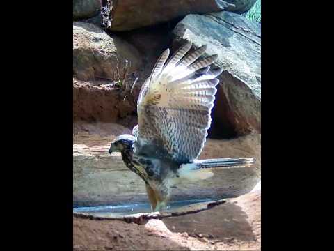 o gavião veio tomar banho.. #sertao #bahia #fauna