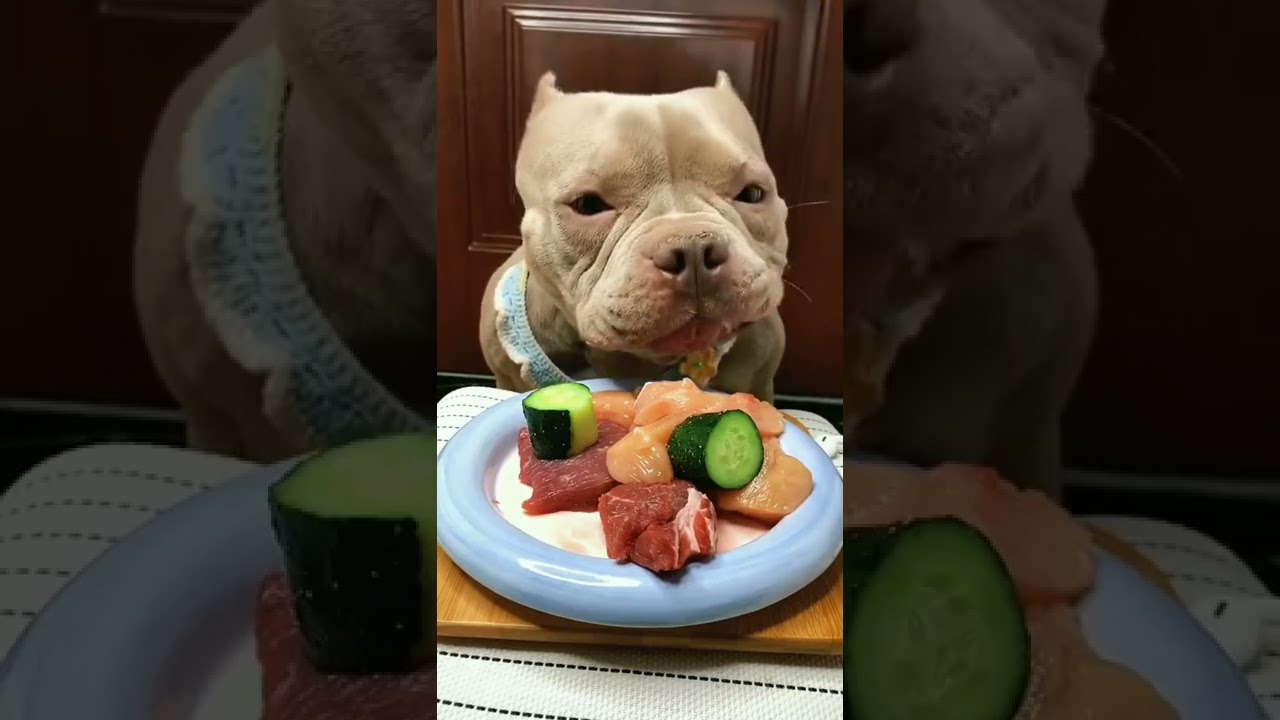 la carne cruda es un peligro puede comer humano#dog #funny #animals #shorts
