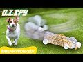 How To Distract A Guard Dog D I SPY