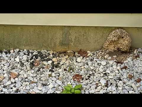Yellow Jackets Take Over Old Hornets Nest in Howell, NJ