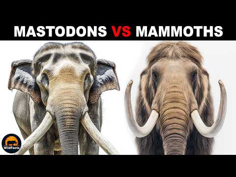 What Is The Difference Between Mastodons and Mammoths?