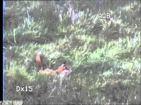 Fox with prey