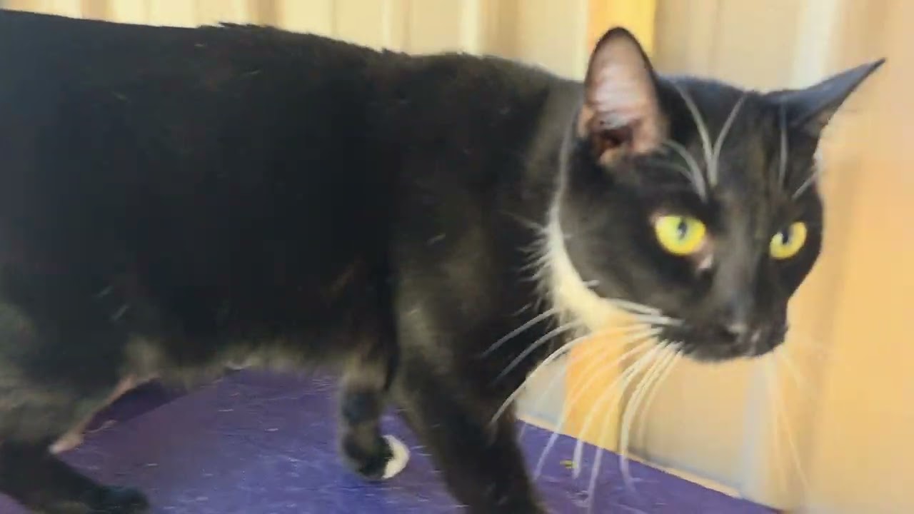 George aka Georgie, a Adoptable Domestic Medium Hair in Blairsville, GA video 6/6