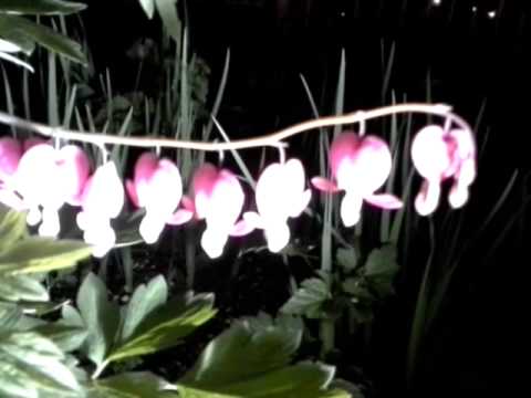 download lagu mp3 mp4 Pink Bell Shaped Flowers, download lagu Pink Bell Shaped Flowers gratis, unduh video klip Pink Bell Shaped Flowers