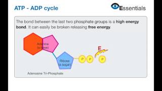 Essentials Video Animation - ATP ADP Cycle