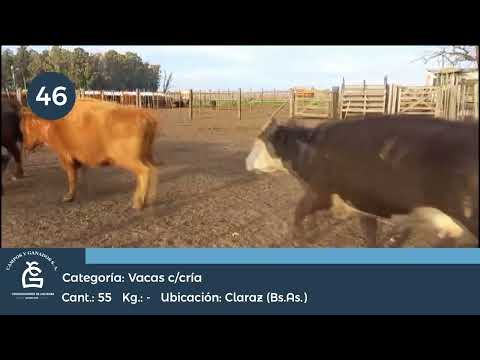 Lote VC CUT CON CRIA - Juan N Fernandez Bs As