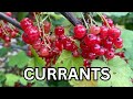 CURRANTS What A Mature Plant Looks Like When To Harvest And How To Use The Berries