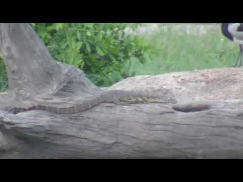 Djuma: Monitor Lizard being watched by Blacksmith Lapwing pair - 18:32 - 12/31/18