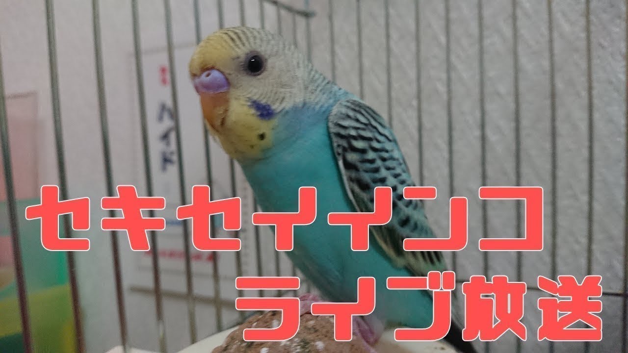 【24時間LIVE】セキセイインコ ライブ放送