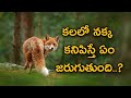 Kalalo Nakka Kanabadithe Nakka Kalalo Kanabadithe Kalalo Fox Kanabadithe Fox In Dreams
