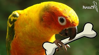 Conures –  Feeding and Care