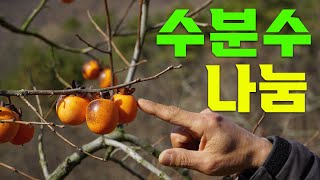 농장에 반드시 필요한 수분수!! 어렵게 구하지마세요ㅣ감나무 수분수 ㅣ 수분수의 중요성