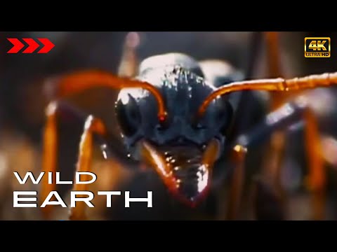 Bulldog ant - Earth's fiercest warriors [4K] WILD Earth
