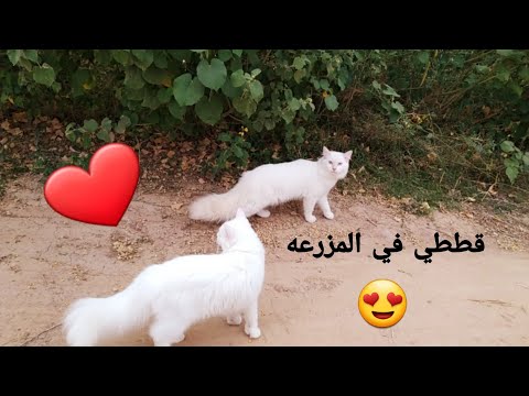 سيلا و سكر لأول مرة في المزرعة /My cats are on the farm 😻